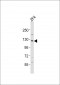 Zebrafish stk10 Antibody (Center)
